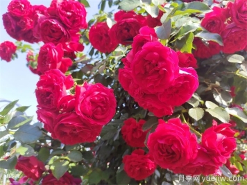 弗洛倫蒂娜月季，濃郁正紅、花量大抗性強(qiáng)