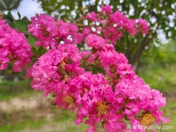 200種園林植物識(shí)別、應(yīng)用與養(yǎng)護(hù)