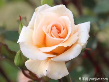 溫柔的勸導月季/溫柔勸說月季