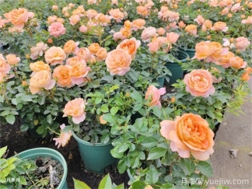 夏季養(yǎng)月季的常見(jiàn)問(wèn)題，幫月季安全度夏