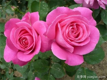 夏天月季總是黃葉？5大原因和補(bǔ)救措施