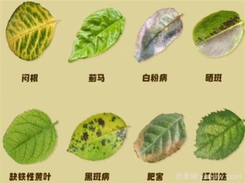 月季病蟲(chóng)害治理