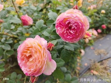 為什么月季卻光長葉子不開花呢？