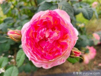 詹森月季是多季花，養(yǎng)護(hù)容易嗎？