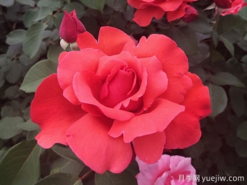 花朵大，長勢強，還得是緋扇月季