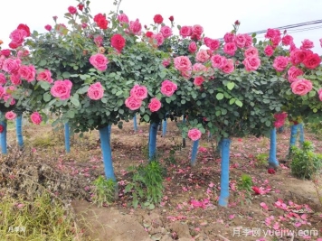 什么樣的苗子最受綠化工程歡迎？