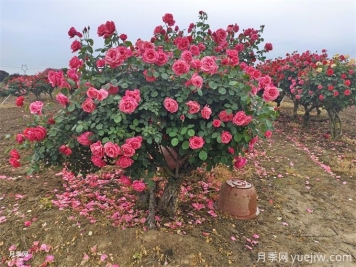 關于花木散土球的解決方法