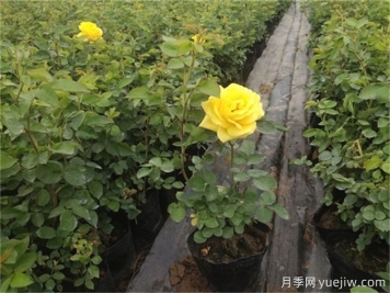 網(wǎng)購(gòu)月季小苗，需要剪掉花苞嗎？