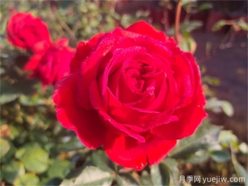 玫瑰哪個(gè)品種最香？香味濃郁的玫瑰花品種