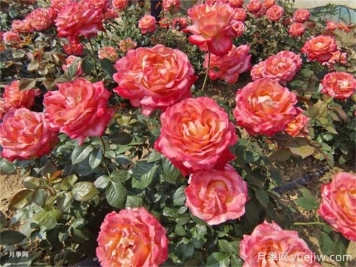 養(yǎng)花的15個(gè)正確姿勢(shì)，讓你成為養(yǎng)花達(dá)人