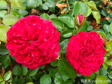 達(dá)芬奇月季如何養(yǎng)護(hù)？