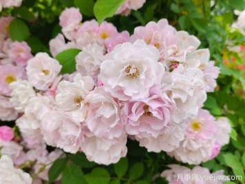 薔薇怎樣管理與養(yǎng)護(hù)？