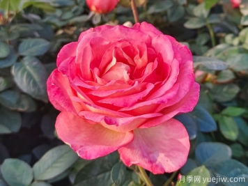 南陽月季繁育基地教你輕松辨別月季、玫瑰和薔薇