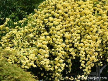 黃薔薇夏日養(yǎng)護指南，黃薔薇夏季也能爆花