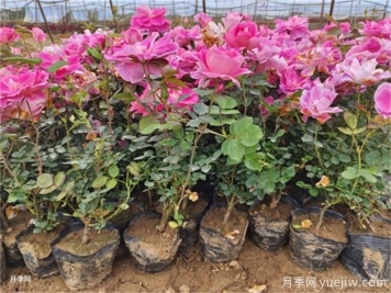 植物花卉的繁殖有幾種方式？家庭養(yǎng)花該如何選擇？