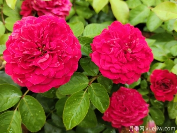 經(jīng)典月季品種清單，好看又好養(yǎng)