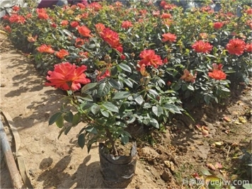 月季小苗(杯苗)多少錢一棵？