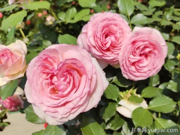 7種顏色的月季花，搞怪花語分別是什么？