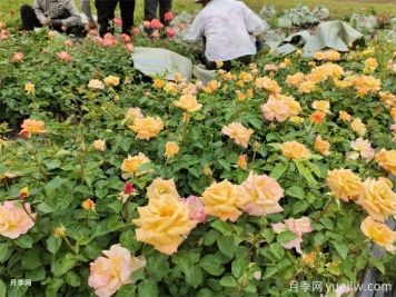 如何搭配花卉和地被植物來營造豐富的景觀效果？