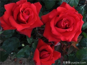 老花友不外傳的8個養(yǎng)花絕招