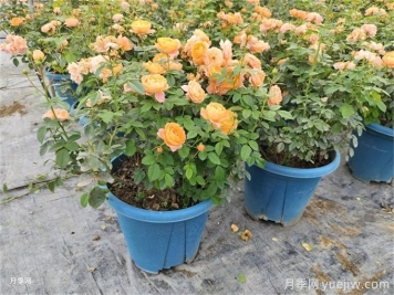 月季想要秋花開(kāi)得爆？施肥攻略要做好
