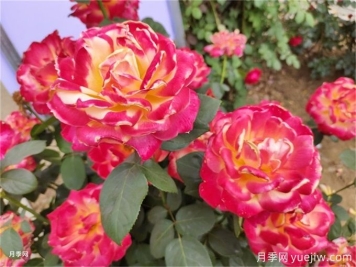 慶陽(yáng)月季應(yīng)用和景觀圖集