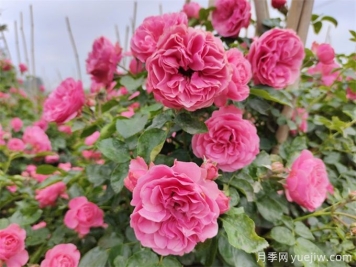 粉色達芬奇月季，花量大一枝多頭的小型藤本月季