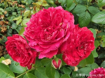 常見園林植物整形修剪—?現(xiàn)代月季
