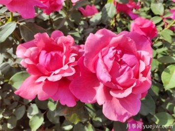 南陽有6300余種月季，你認(rèn)識幾種？