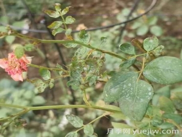 想要月季秋花開的美，關(guān)鍵是防治薊馬