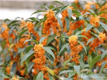 桂花的花語是什么？