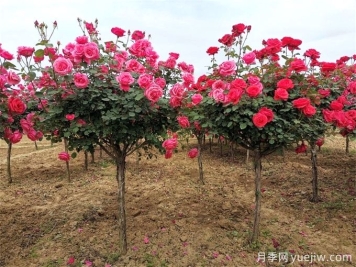 月季樹多少錢一棵？樹狀月季原產(chǎn)地的價格