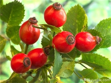 月季花種子怎么種？月季種植方法和時(shí)間