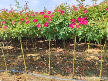 棒棒糖月季樹(shù)嫁接方法