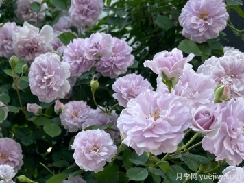 藍(lán)色陰雨月季，花量大、長(zhǎng)勢(shì)快、花色清新
