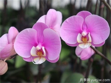 蘭花種植與養(yǎng)護，入門必看！