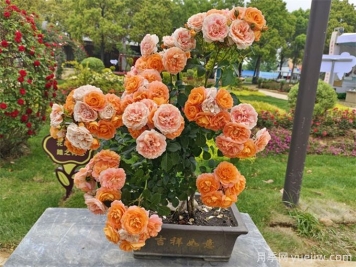 花友經(jīng)驗(yàn)分享，封閉陽(yáng)臺(tái)如何養(yǎng)花月季花？