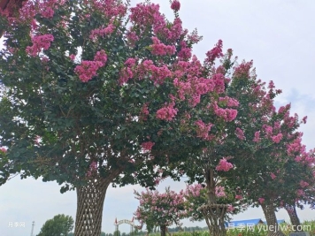 紫薇簡(jiǎn)介，紫薇的價(jià)值和象征