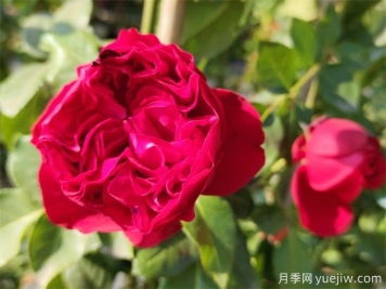 紅色龍沙寶石，花期長(zhǎng)，耐熱又抗病