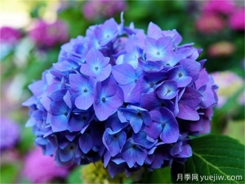 繡球花花色調整方法