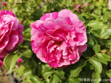 沙漠玫瑰和玫瑰有什么關(guān)系！