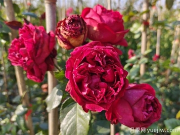 紅色龍沙寶石月季花朵打不開(kāi)怎么回事？