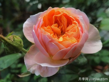 4種花期超長(zhǎng)的月季花，養(yǎng)一盆長(zhǎng)期有花賞