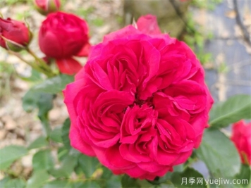 紅蘋果月季，典雅紅色，花期春夏秋三季