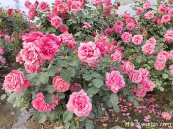 月季花期可以施肥嗎？月季施肥全指南