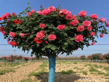 月季花期可以施肥嗎？應(yīng)該施什么肥呢？