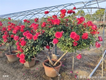 月季如何才能有更多分枝、開花更多？