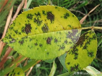 月季常見(jiàn)病害有哪些？月季病害防治手冊(cè)