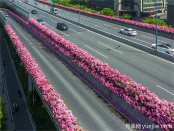 浙江杭州人的專屬浪漫，2024高架月季10月迎來盛花期