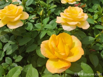 秋天開爆花的月季，夏季需要如何修剪和施肥？